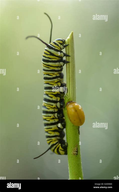 Monarch Butterfly Caterpillar Or Larvae Eatimg Milkweed Stem Stock