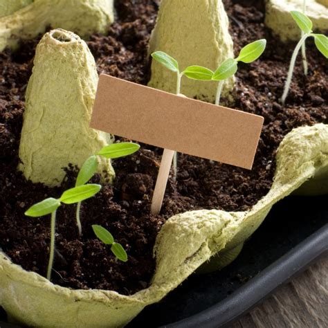 Gewächshäuser selber bauen aus glas gewächshäuser selber bauen. Mini-Gewächshaus selber bauen: So leicht geht's ...
