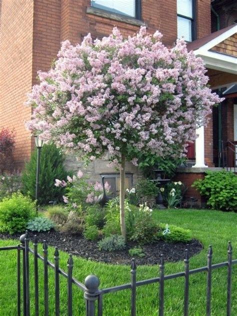 Pin On Trees And Bushes For Landscaping