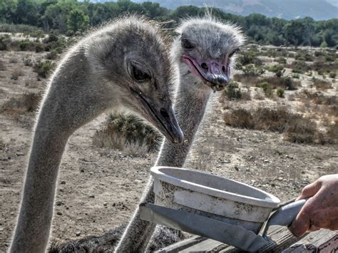 Ostriches Free Stock Photo Public Domain Pictures