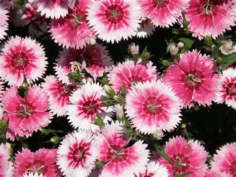 Pink And White Flowering Dianthus Flowers In A Garden Stock Image