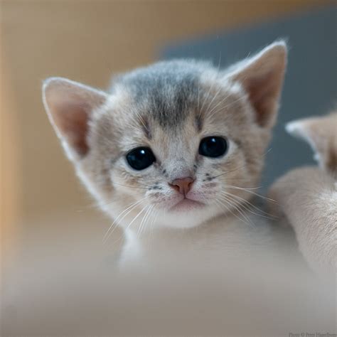 Blue Abyssinian Kitten Peter Hasselbom Flickr