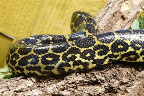 Are There Anacondas In The Florida Everglades Wildlife Informer