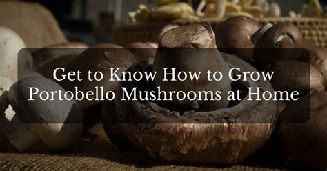 Peppermint and mint, both of them are often referred to as pudina in hindi, which has often made many of us wonder the difference between the two. Spearmint vs Peppermint: What are the Differences (Health ...