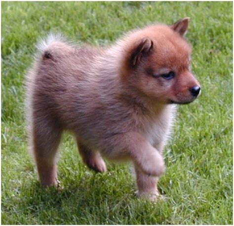 Finnish Spitz Puppies Breeders Temperament Facts Pictures Price
