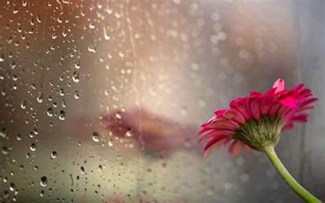 Most Beautiful Rain Wallpapers Top Free Most Beautiful Rain