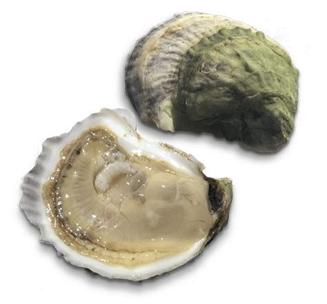 Chatham Shellfish Company | The Finest Chatham Oysters ...