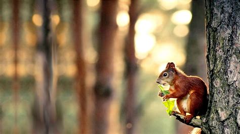Free Download Funny Squirrel Hd Wallpapers Wallpaperscharlie 1600x900 For Your Desktop Mobile