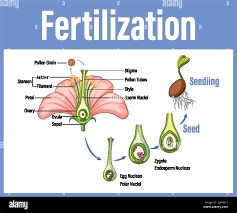 diagram showing fertilization in flower illustration stock vector image and art alamy