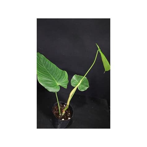 Philodendron Quelelii Round Hoyapassion