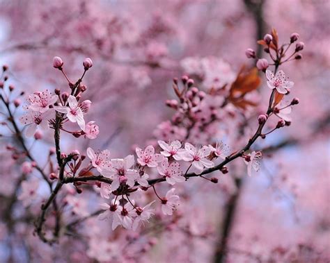 Flowers Tree Bokeh Plum Field Of Gold Plum Blossoms Section