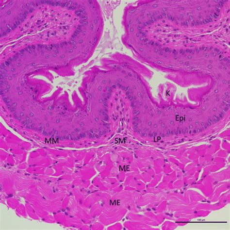 Mouse Esophageal Histology The Esophageal Mucosa Consists Of Three