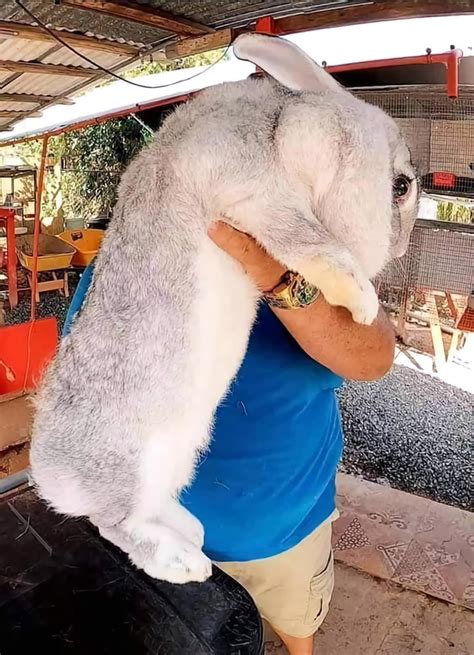 Flemish Giant Rabbit Unveiled In Indonesia Among The Worlds Largest