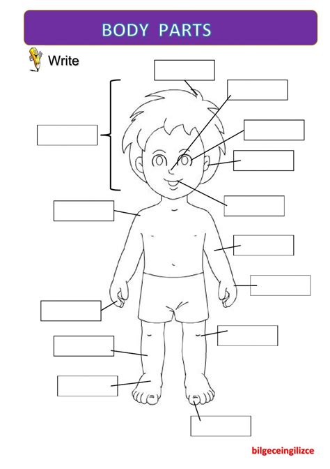 Body parts worksheets are great for children learning the names for parts of the body. BODY PARTS(with video) - Interactive worksheet