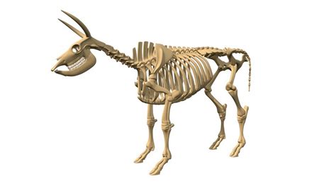 Cow Skeleton 3d Models Sketchfab