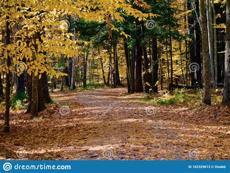 Magical Path Winding Through A Thick Fall Forest Stock Image Image Of