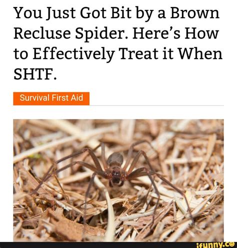 You Just Got Bit By A Brown Recluse Spider Heres How To Effectively
