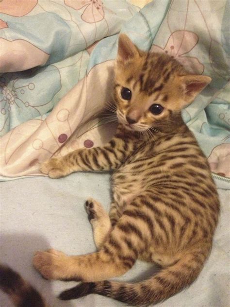 Beautiful Bengal Kittens For Sale Blakeney