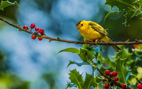 Wallpaper With Trees And Birds Wallpapersafari