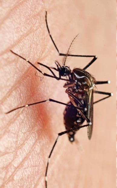 Why Mosquitoes Bite Some People More And Not Others