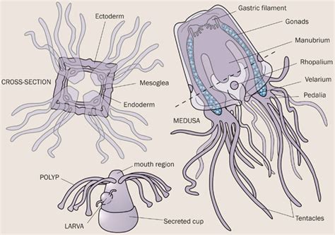 Box Jellyfish Anatomy