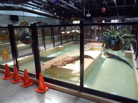 Reptile House American Alligator Exhibit Zoochat