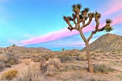 Joshua Tree National Park - Vast Desert Terrain and Stargazing Spot in ...