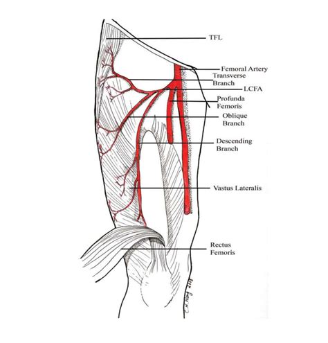 45 Femoral Artery Background Health