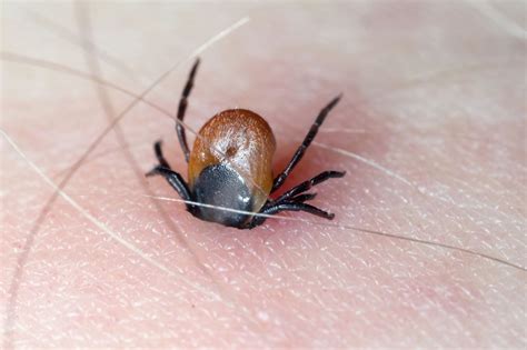 Illinois Issued Warning After Heartland Virus Found In Ticks