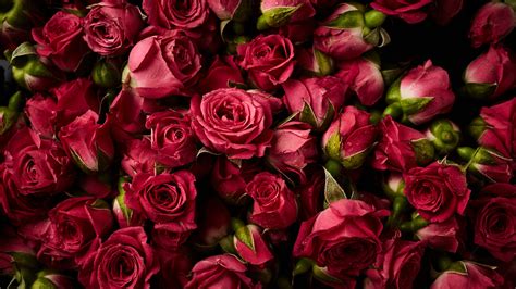 Fonds Décran Beaucoup De Roses Rouges De Gouttelettes Deau De