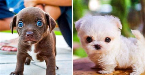 11 Cute Dog Breeds That Turned Our Hearts To Mush