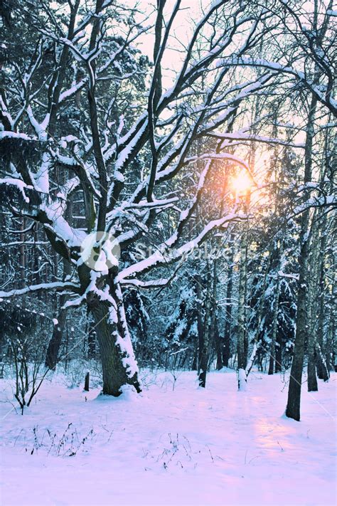 Sunrise In The Winter Forest Royalty Free Stock Image Storyblocks