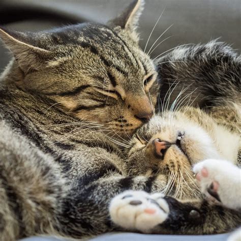 25 Of The Most Purrfect Cat Photos You Have Ever Seen Trendfrenzy