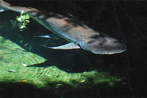 Paroon Shark Catfish ~ Pangasius Sanitwongsei Animal Kin Flickr