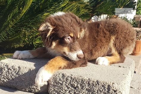 Find local australian shepherd dog puppies for sale and dogs for adoption near you. Aussie: Australian Shepherd puppy for sale near San Diego, California. | 0d068e08-c181