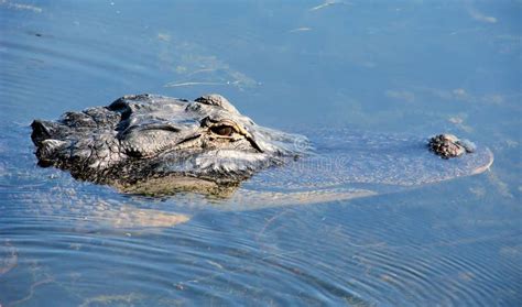 American Alligator Swimming Stock Photo Image Of Alligator Outside