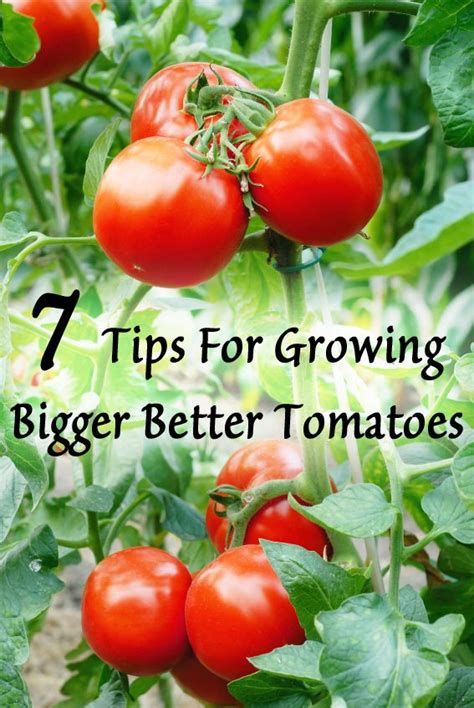 7 Tips For Growing Bigger Better Tomatoes Growing Vegetables Tomato
