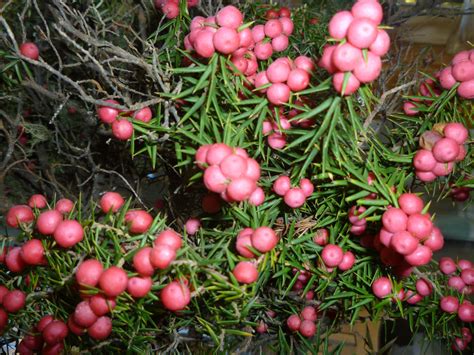 Beautiful Native Tasmanian Berries Berries Beautiful Red Peppercorn