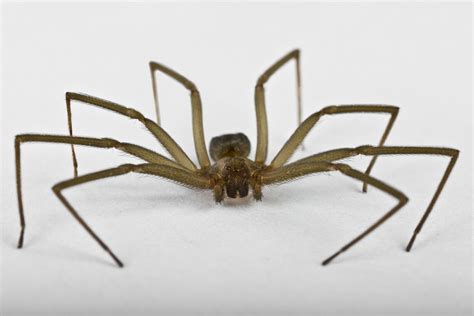 Spiders Pest Control In Central Indiana Freedom Pest Control