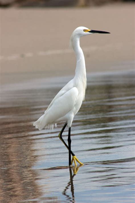 Gruya Nature Ocean - Free photo on Pixabay | Beautiful birds, Bird, Pet ...