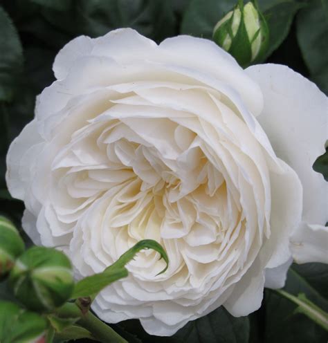 White English Rose White Flowers Garden Flower Garden Images White