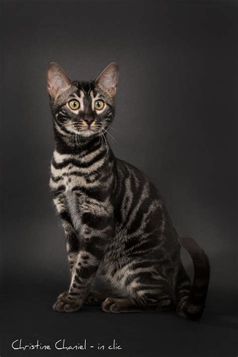 See more ideas about cats, bengal cat, bengal. chatons bengal a vendre, KAWALIK BENGAL