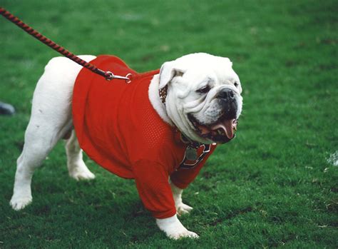 For Three Figures Of Famous Uga V Bites At Auburn Player Photo