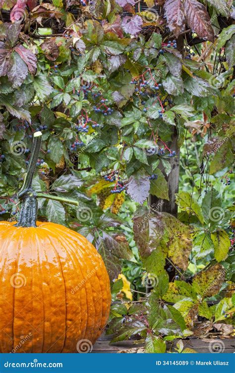 Pumpkin And Vine In The Rain Stock Image Image Of Drop Autumn 34145089