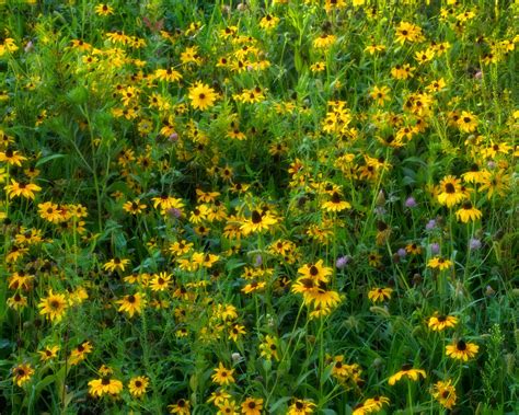 Josh Friedman Photography Pennsylvanias Late Summer Flowers