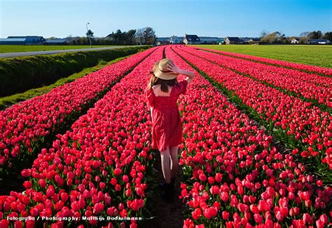 Campos De Tulipanes En Holanda Revista Landuum