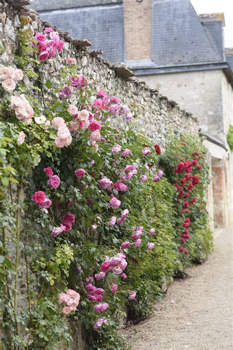 French Country Roses — Parisian Moments