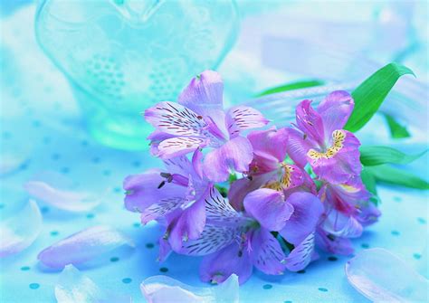 Fantastis Bunga Anggrek Wallpaper Gambar Bunga Indah