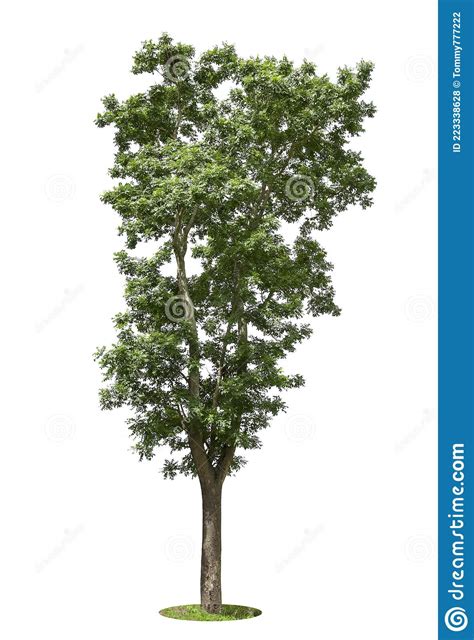 Isolated Tree On White Background Stock Photo Image Of Deciduous