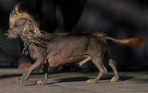 Photos Zsa Zsa The English Bulldog Wins Worlds Ugliest Dog Title